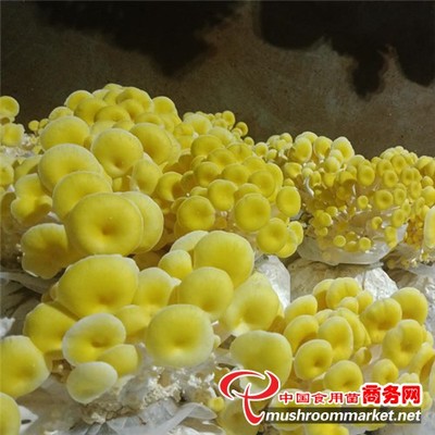 曲靖市 工廠化榆黃蘑豐收季 旅游咨詢推動產(chǎn)業(yè)融合